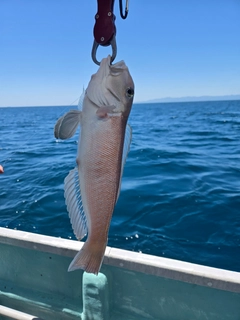 シロアマダイの釣果