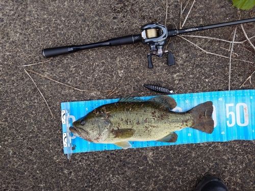ブラックバスの釣果