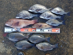 チヌの釣果