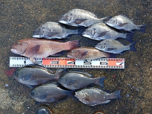 チヌの釣果