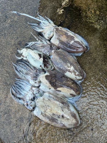 コウイカの釣果
