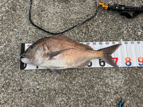 マダイの釣果