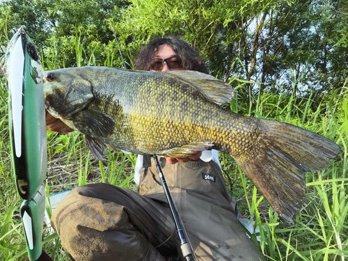 スモールマウスバスの釣果