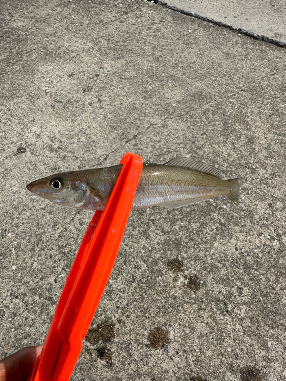 YAMAGA Blanks メビウス 86Mの最安値・インプレ・釣果 | 本音の口コミ