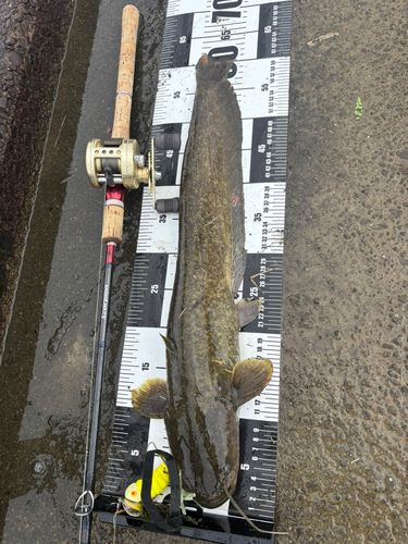 ナマズの釣果