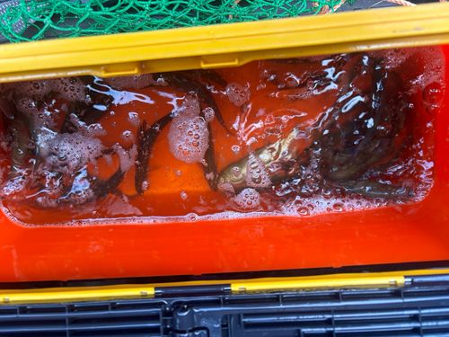 アユの釣果