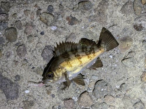 メバルの釣果