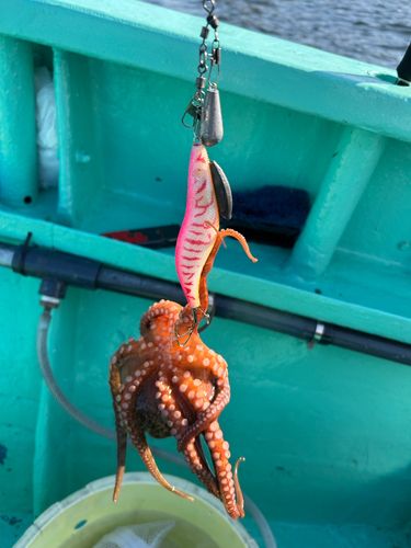 タコの釣果