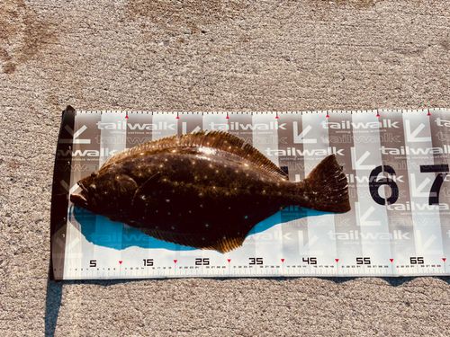 ヒラメの釣果