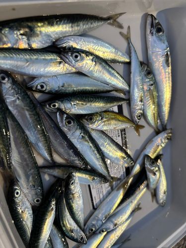 サバの釣果