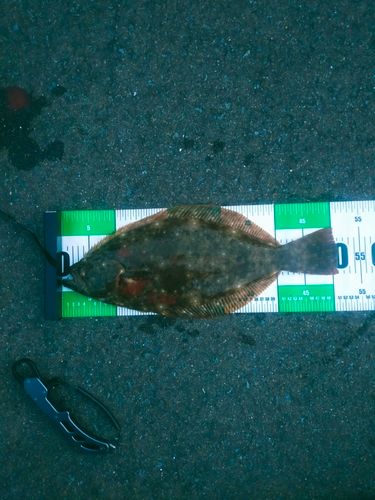 ヒラメの釣果
