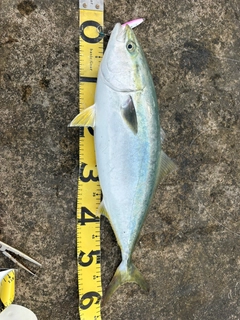 ワラサの釣果
