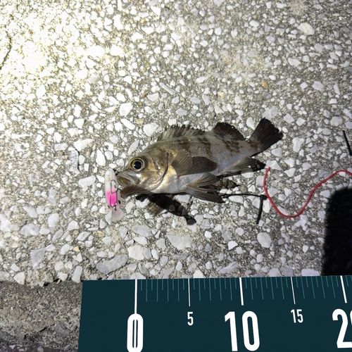 メバルの釣果