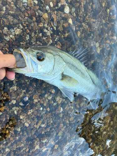 スズキの釣果