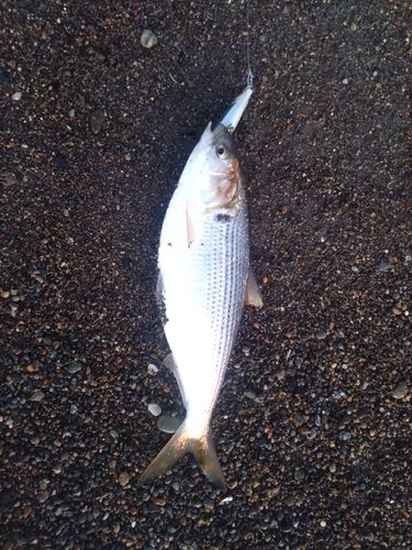 コノシロの釣果