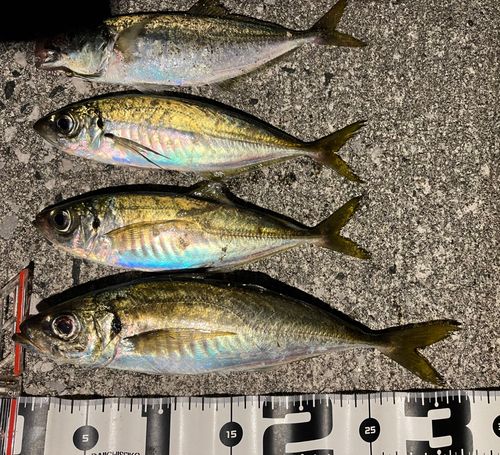 アジの釣果