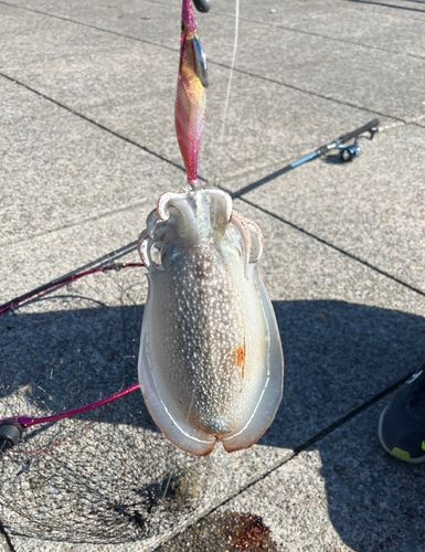 シリヤケイカの釣果