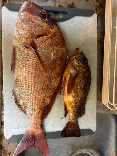 タイの釣果