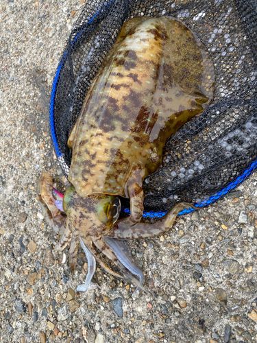 アオリイカの釣果