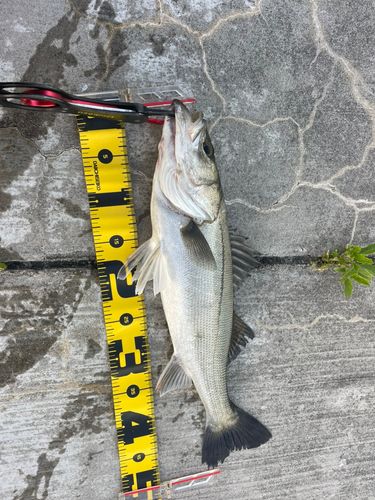 フッコ（マルスズキ）の釣果
