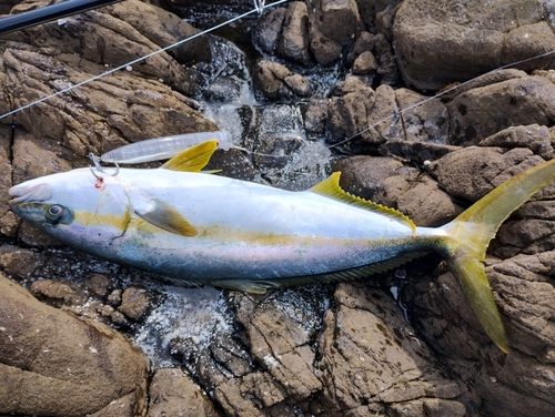 ヒラマサの釣果