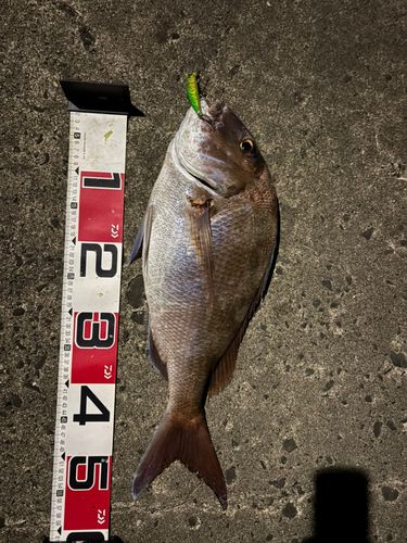 タイの釣果