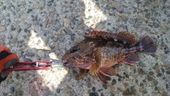 ウッカリカサゴの釣果