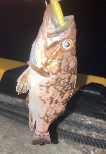 クロソイの釣果