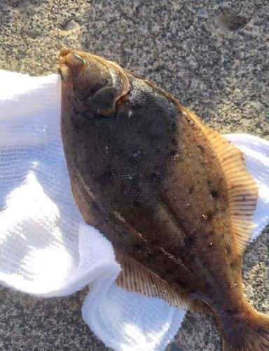 カレイの釣果