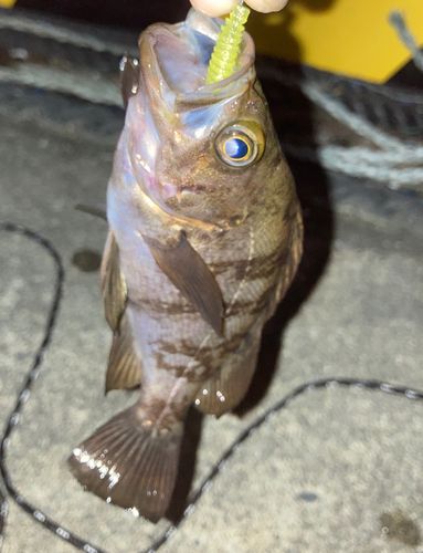 シロメバルの釣果