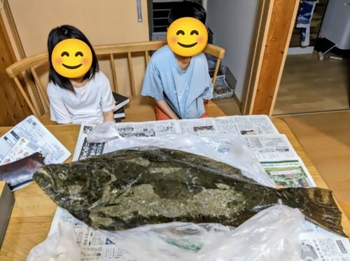 ヒラメの釣果