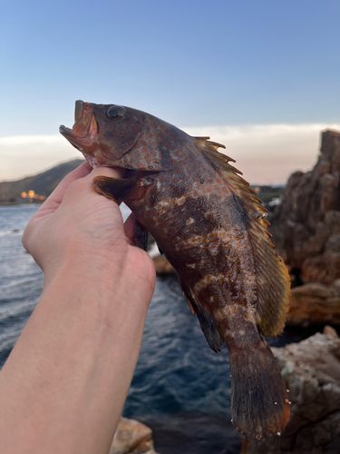 キジハタの釣果