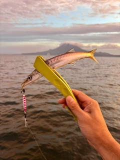 カマスの釣果