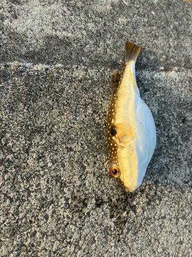 クサフグの釣果