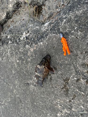 ムラソイの釣果