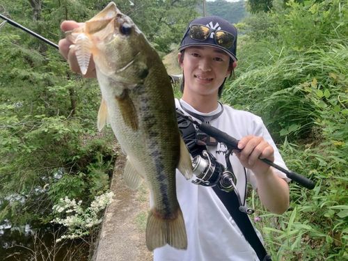 ブラックバスの釣果