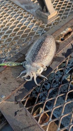 シリヤケイカの釣果