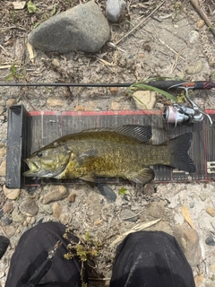 スモールマウスバスの釣果