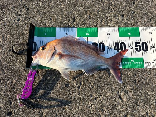 タイの釣果