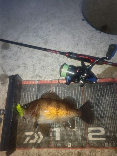 メバルの釣果