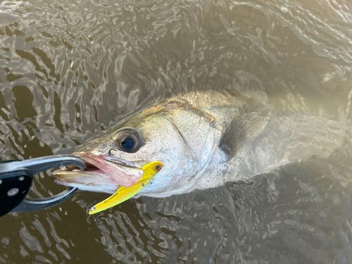 フッコ（マルスズキ）の釣果