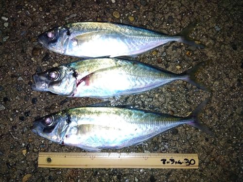 アジの釣果