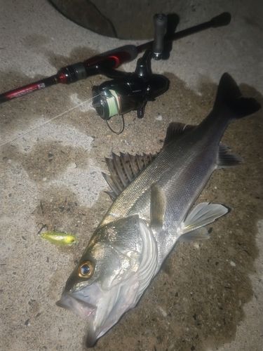 シーバスの釣果