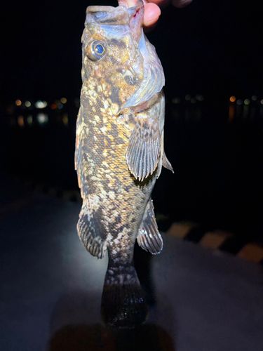 クロソイの釣果