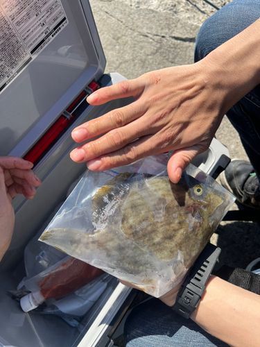 カワハギの釣果