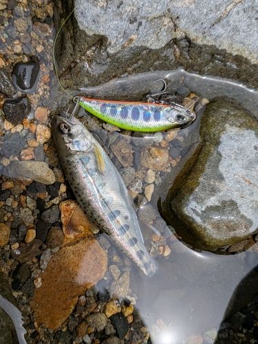 アマゴの釣果