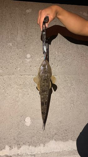 マゴチの釣果
