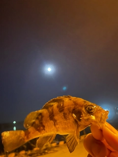 シロメバルの釣果