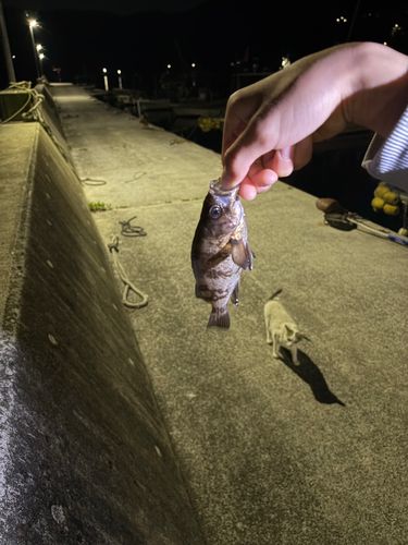 シロメバルの釣果