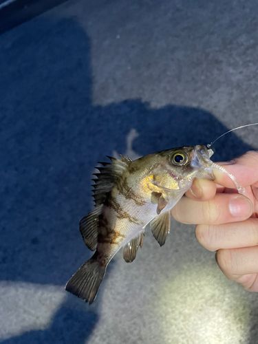 シロメバルの釣果